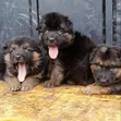 1-3 Month Female Purebred German Shepherd Puppy - 2