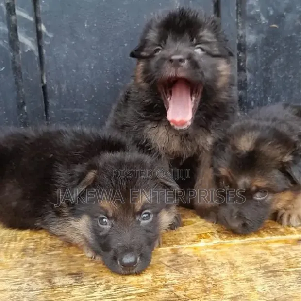 1-3 Month Male Purebred German Shepherd Puppy - 1