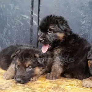 Female Purebred German Shepherd Puppy (1-3 Months)
