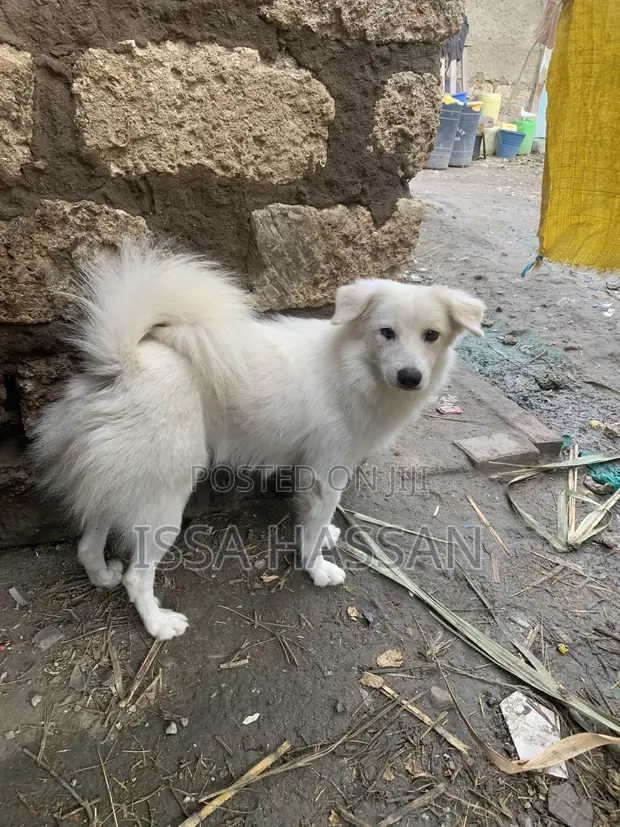 Purebred Japanese Spitz Puppy (6-12 Months) - 1
