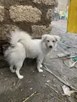 Purebred Japanese Spitz Puppy (6-12 Months) - 1