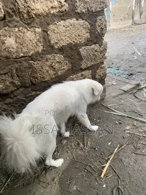 Purebred Japanese Spitz Puppy (6-12 Months)