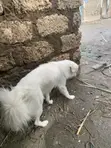 Purebred Japanese Spitz Puppy (6-12 Months) - 2