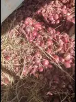 Red Creole Onions - Over 500kg Available - 2