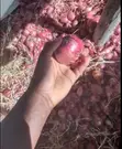Red Creole Onions - Over 500kg Available - 3