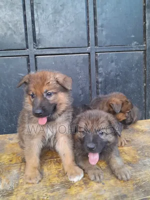 1-3 Month Male Purebred German Shepherd Puppy