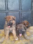 1-3 Month Male Purebred German Shepherd Puppy - 1