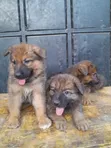 1-3 Month Male Purebred German Shepherd Puppy - 2