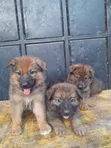 1-3 Month Male Purebred German Shepherd Puppy - 3