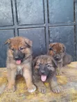 1-3 Month Male Purebred German Shepherd Puppy - 4