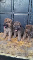 1-3 Month Male Purebred German Shepherd Puppy - 5