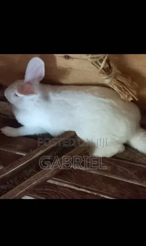 Hybrid Breed Rabbits for Sale