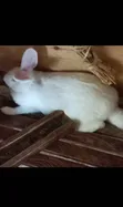 Hybrid Breed Rabbits for Sale - 1