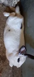 Hybrid Breed Rabbits for Sale - 2