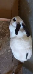 Hybrid Breed Rabbits for Sale - 3