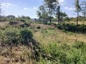 100x100ft Residential Plots for Sale in O/Rongai Masaai Lodge