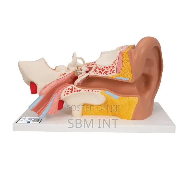 Human Ear Model - 1