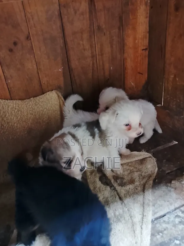 Kinda cha Havanese Safi wa Kiume (Miezi 1-3) - 1