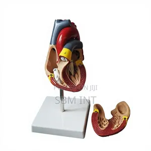 Human Heart Model