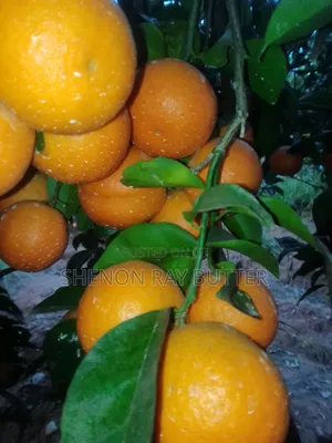 Fruits Pixie