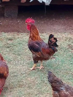 Kienyenji Jogoo for Sale