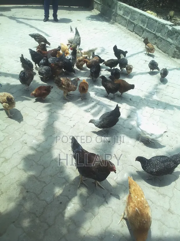 Rainbow Plus Kienyeji Chickens - 1