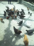 Rainbow Plus Kienyeji Chickens - 1