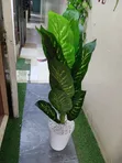 Artificial Plant - Home Interiors - 1