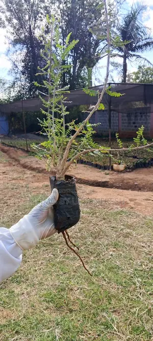 Boswellia Neglecta Frankincense Seedlings (10 per order)