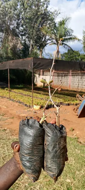 Sweet Myrrh Tree Seedlings (10 Per Order)
