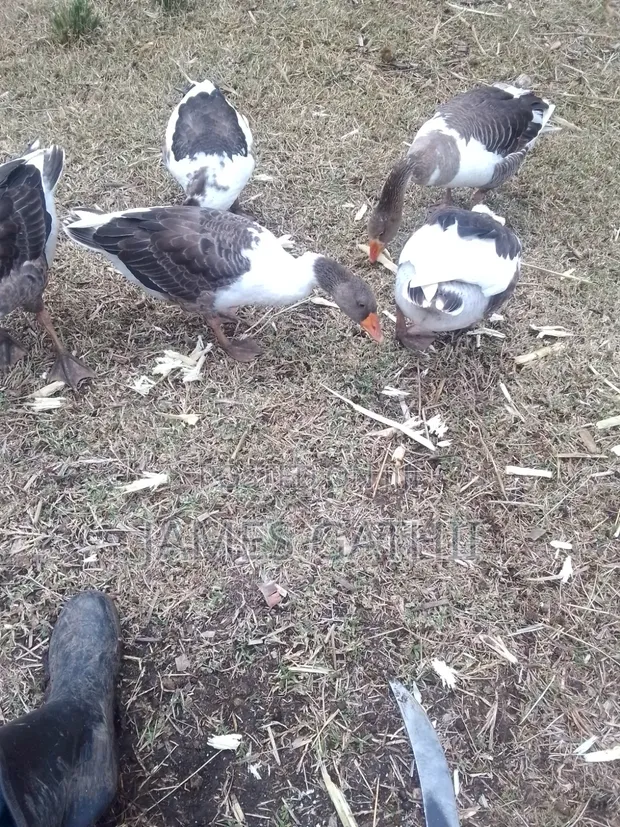 4 Gooseline Geese - 1
