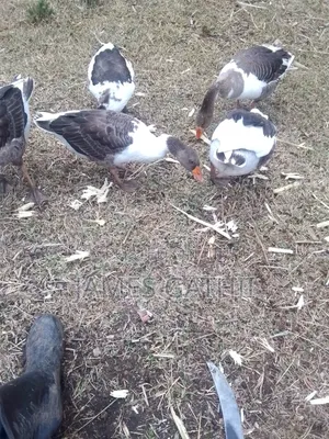 4 Gooseline Geese