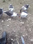 4 Gooseline Geese - 1