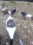 4 Gooseline Geese - 2