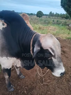 Boran Cattle and Goats