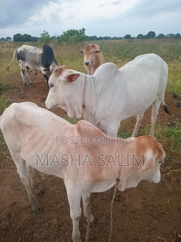 Boran Cattle and Goats for Sale - 1