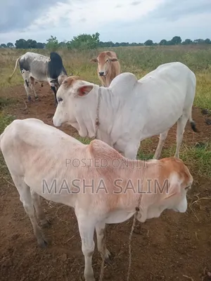 Boran Cattle and Goats for Sale