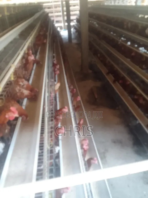 Brand New Chicken Cages for Layers (128 Birds) - 1