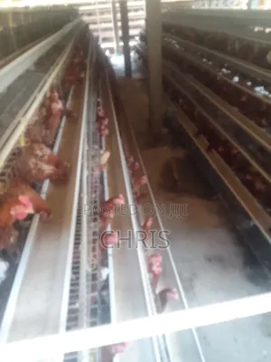 Brand New Chicken Cages for Layers (128 Birds)