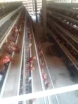Brand New Chicken Cages for Layers (128 Birds) - 1