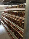 Brand New Chicken Cages for Layers (128 Birds) - 2