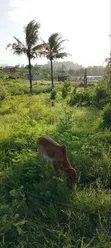 Residential Plot for Sale - Bamburi - 4