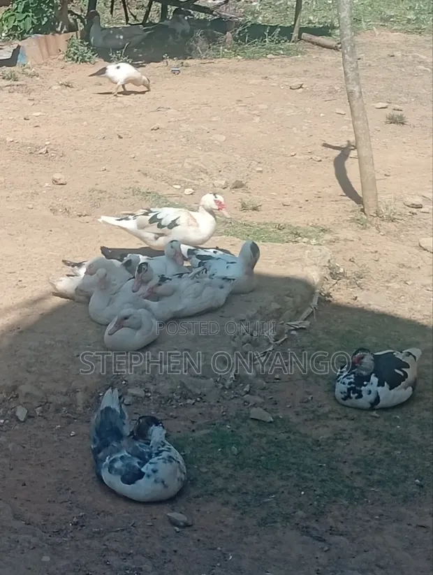 Narragansett Turkeys & Muscovy Ducks - 1