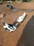 Narragansett Turkeys & Muscovy Ducks - 2
