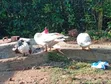 Narragansett Turkeys & Muscovy Ducks - 3