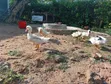Narragansett Turkeys & Muscovy Ducks - 4