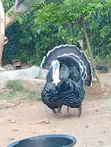 Narragansett Turkeys & Muscovy Ducks - 5
