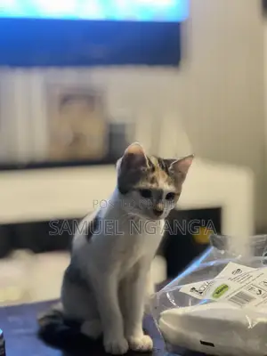 Female Mixed Breed American Shorthair Kitten