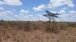 24 Acres Block for Sale in Oloolua, Maasai Lodge - 3