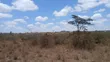 24 Acres Block for Sale in Oloolua, Maasai Lodge - 5